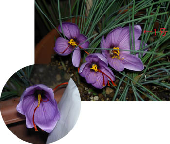 サフラン：２号・３号・４号・（１号）