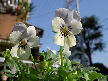 ビオラ（薄紫）