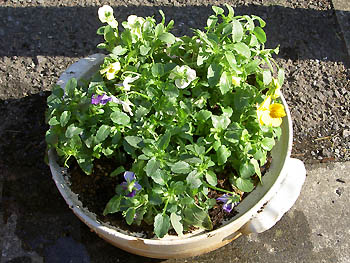 ビオラ（寄せ植え）