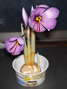 サフラン（ゴロ置き）