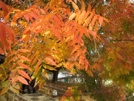 紅葉狩り　和気閑谷