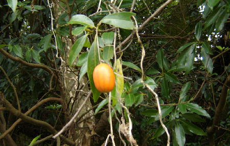 １２月１３日５