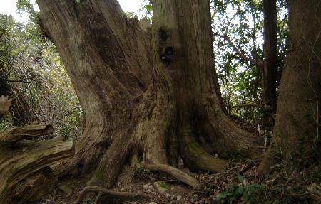 １２月１３日１１