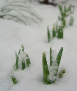 また雪の中に.JPG