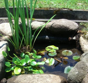 1水生植物.JPG