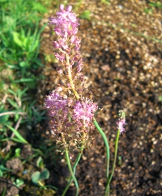 野の花(秋).JPG