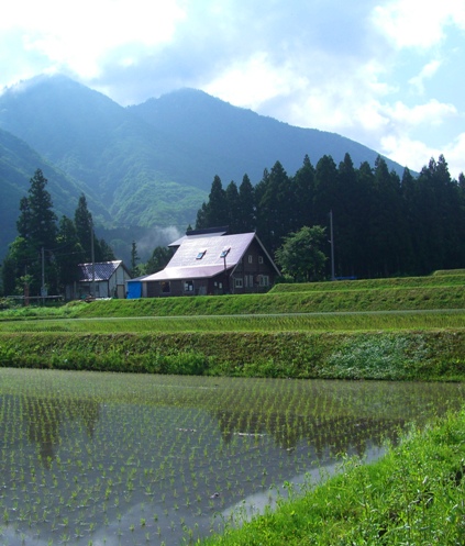 朝陽が照らす田園.JPG