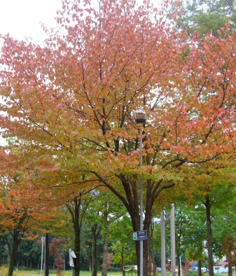 桜の木の紅葉.JPG