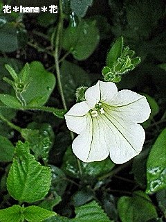 夏の花