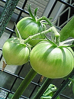 Today's tomato