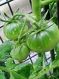 tomato 育っています♪