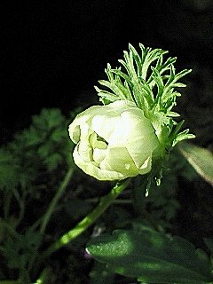 明日には開花？