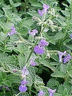 この花の名前は？なんでしょうか？