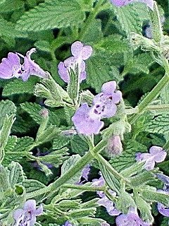 この花の名前は？なんでしょうか？