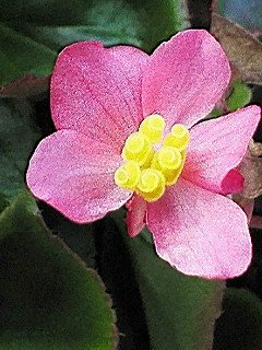 ベゴニアの花粉