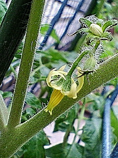 トマトの花♪