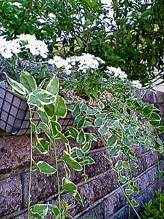 涼しく？！魅せる寄せ植え？！