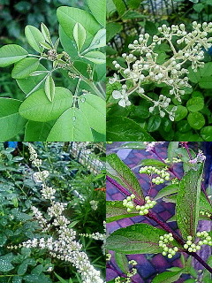 ７月の花*（蕾）