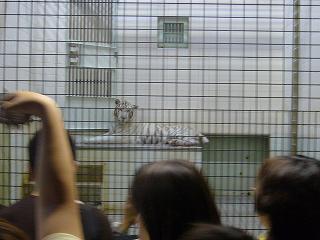 2009.08.29ﾎﾜｲﾄﾀｲｶﾞｰ.JPG