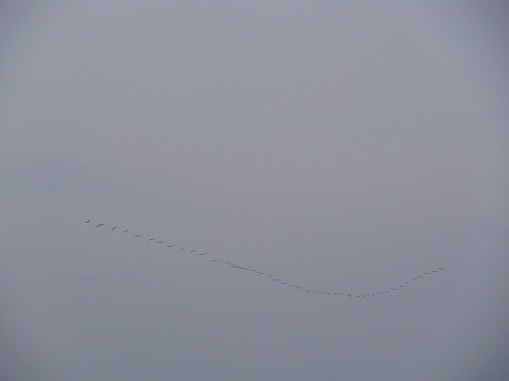 P1050625.jpg