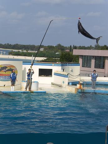 イルカショー　修正.jpg