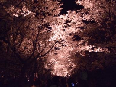 夜桜～