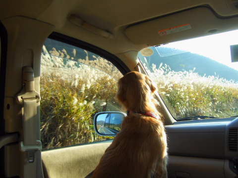 2010_1108  19車中ひめ.jpg