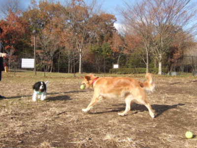 2008_1207足柄07　　400.jpg