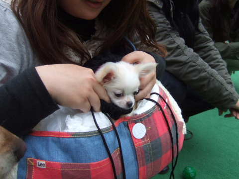 2010_1224-チワワちゃん2.jpg