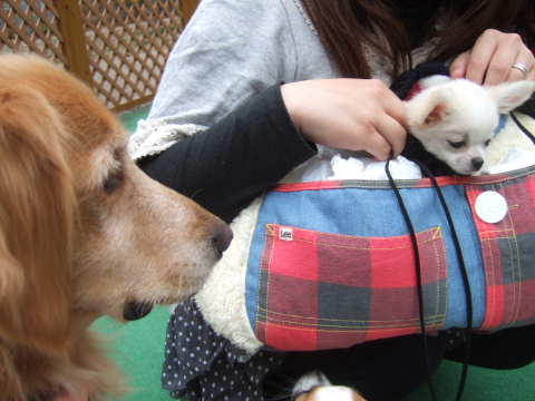 2010_1224-チワワちゃん4.jpg