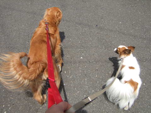 2010_0713 並んでお散歩2.jpg