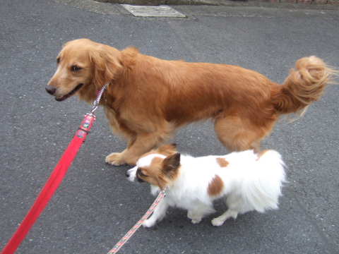 2010_0713 並んでお散歩.jpg