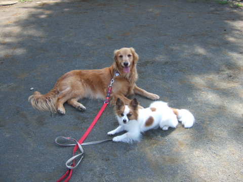 2010_0713 朝のひと休み2.jpg