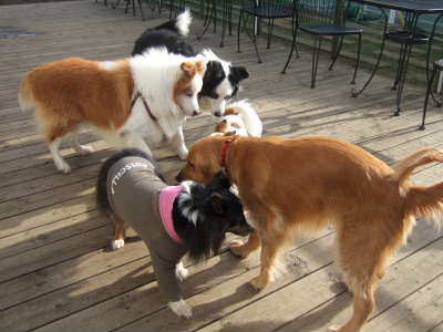 2009_0217 お友達、初めまして～！400.jpg