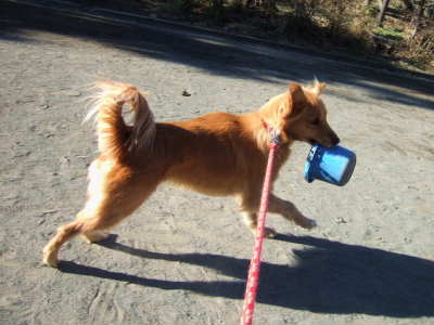 2009_0102バケツ咥えて.jpg