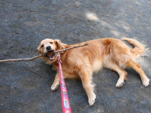 2010_0713 枝遊び1.jpg