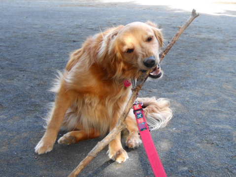 2010_0713 枝遊び2.jpg