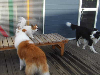 2009_0217 そら　いばる！　400.jpg