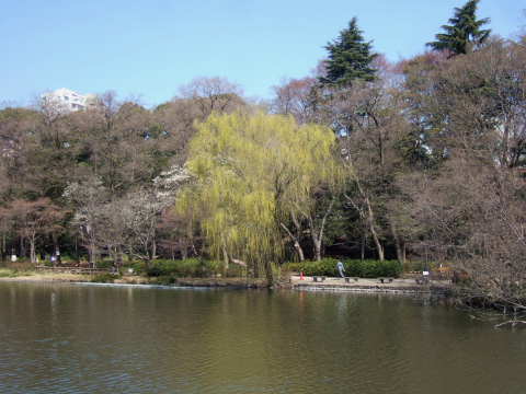 2011_0328井の頭公園06.jpg