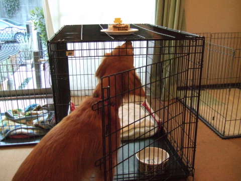 2010_0309そらひめバースデーthank you1.jpg