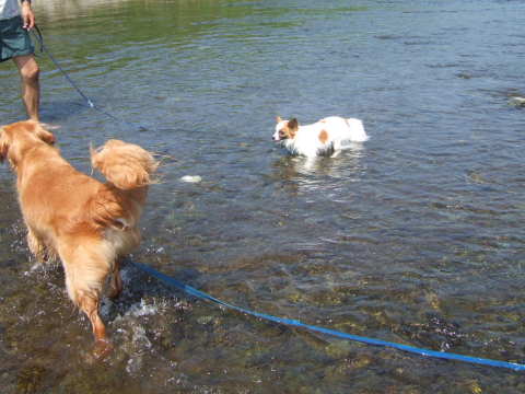 2010_0823 川遊び04.jpg