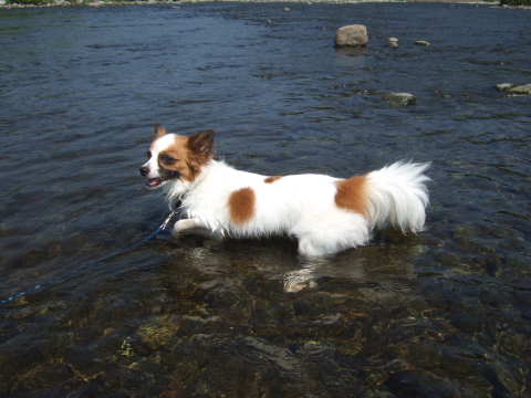 2010_0823 川遊び05.jpg