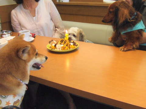 2010_0915花ちゃん お誕生会2.jpg