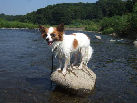 2010_0823 川遊び06.jpg