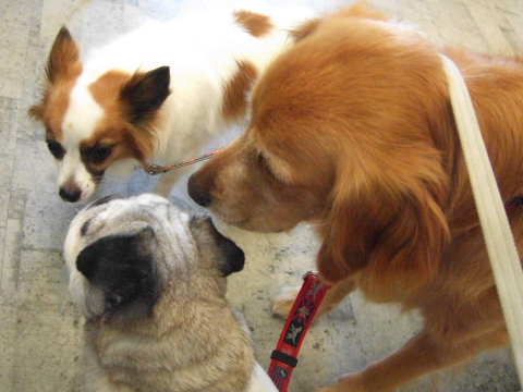 2010_0915花ちゃん お誕生会3.jpg