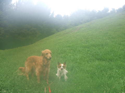 2010_0823 光陵公園のそら＆ひめ1.jpg