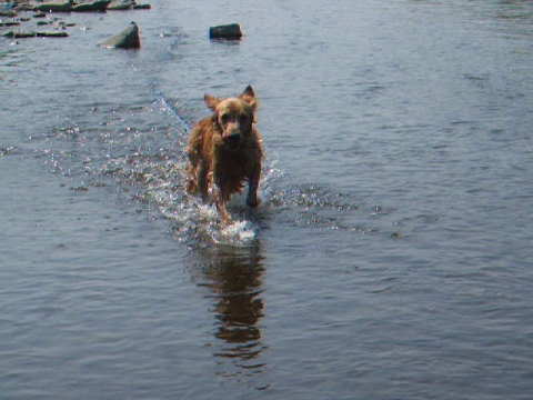 2010_0823 川遊び09.jpg