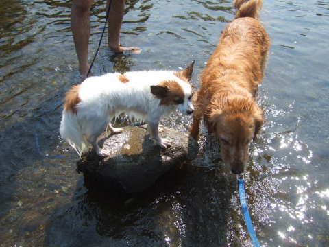 2010_0823 川遊び10.jpg