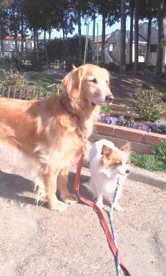 2011-03-12 公園にて