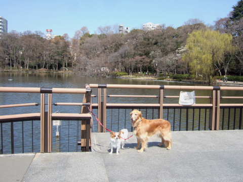 2011_0328井の頭公園03.jpg